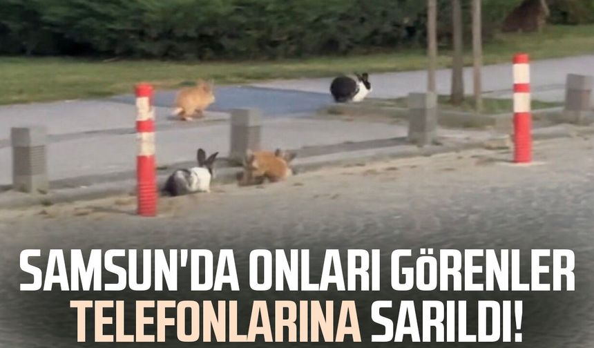 Samsun'da ilginç görüntü! Görenler telefonlarına sarıldı