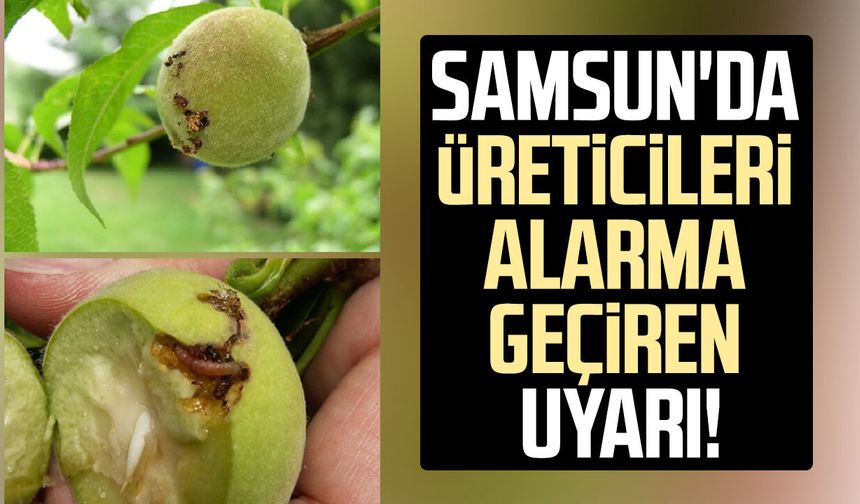 Samsun'da üreticiler dikkat! Bahçelerde risk büyüyor