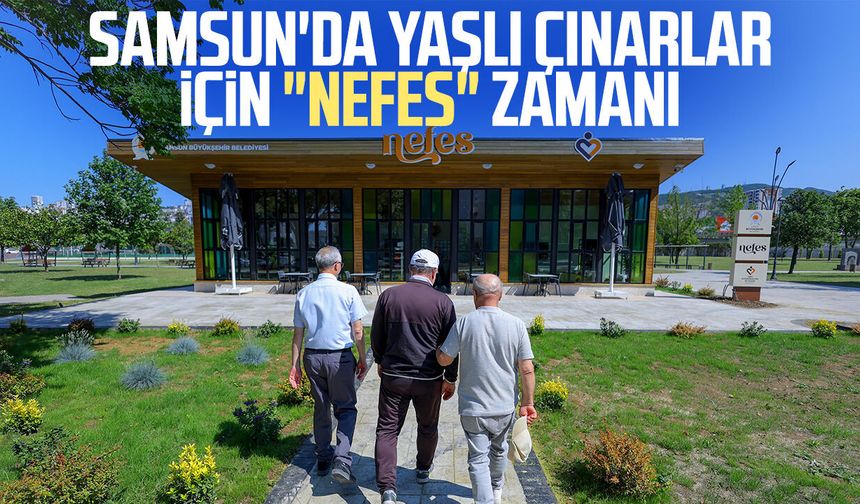 Samsun'da yaşlı çınarlar için "Nefes" zamanı