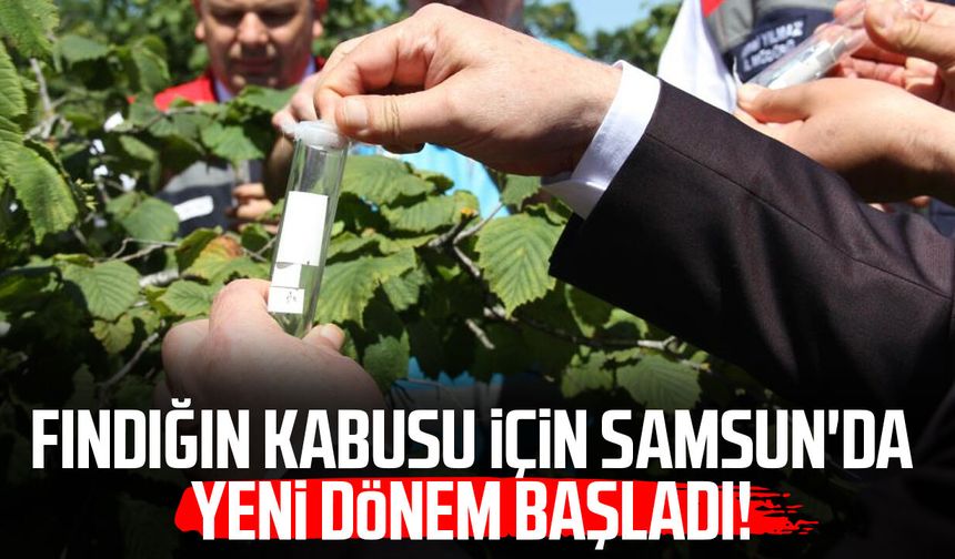 Fındığın kabusu için Samsun'da yeni dönem başladı!