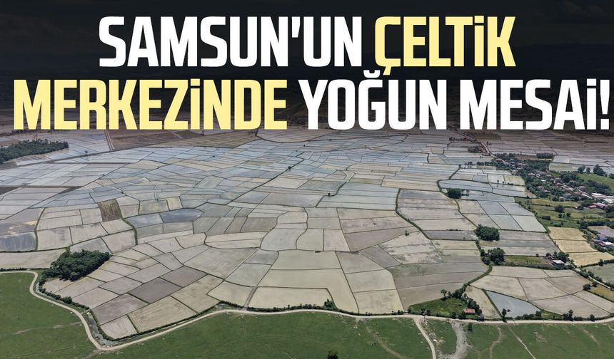 Samsun'un çeltik merkezinde yoğun mesai