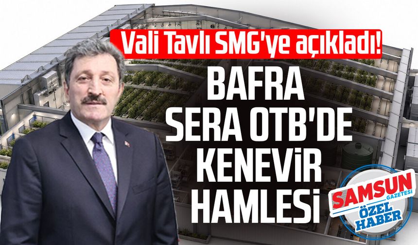 Vali Tavlı SMG'ye açıkladı! Bafra Sera OTB'de kenevir hamlesi