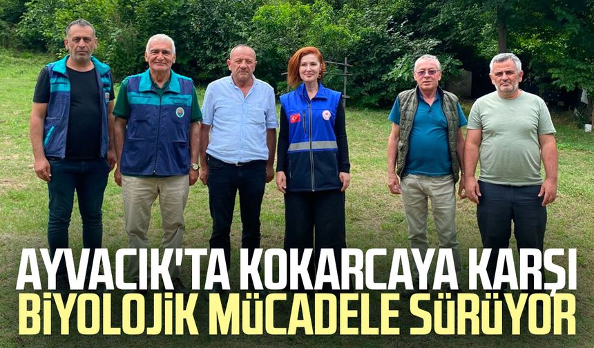 Ayvacık'ta kokarcaya karşı biyolojik mücadele sürüyor