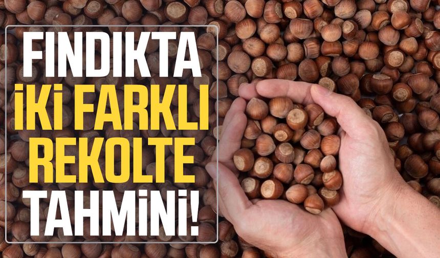 Fındıkta iki farklı rekolte tahmini!