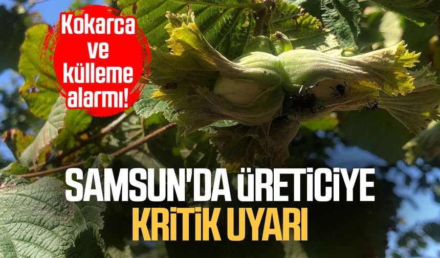 Kokarca ve külleme alarmı! Samsun'da üreticiye kritik uyarı