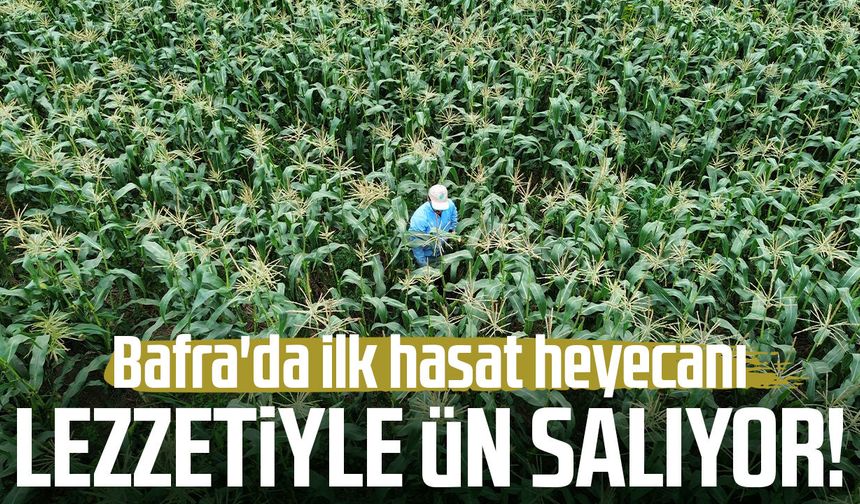Lezzetiyle ün salıyor! Bafra'da ilk hasat heyecanı - samsungazetesi.com