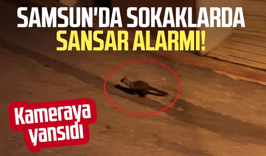 Samsun'da sokaklarda sansar alarmı! Kameraya yansıdı