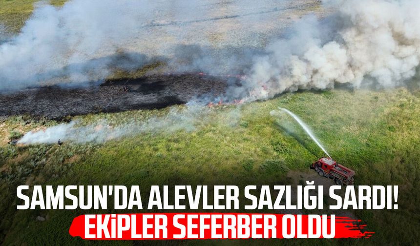 Samsun'da alevler sazlığı sardı! 20 dönüm zarar gördü