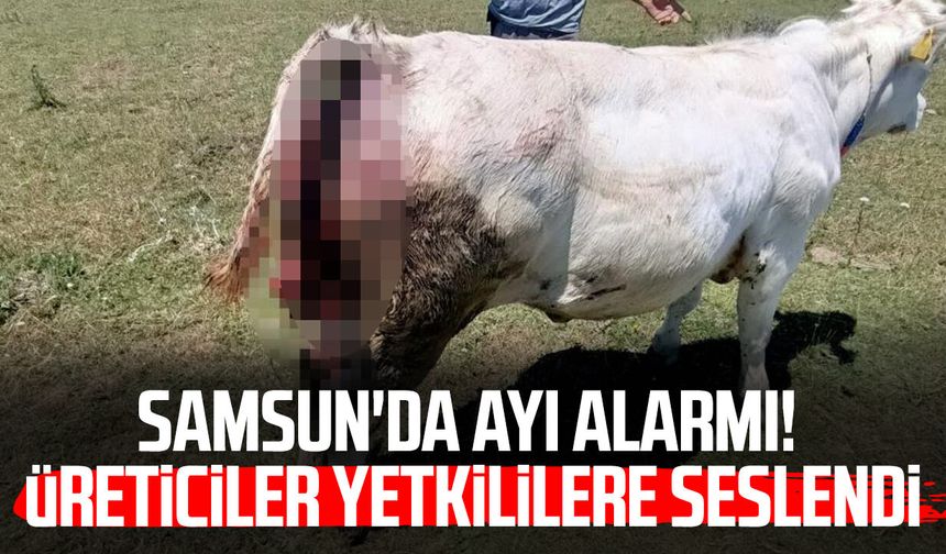 Samsun'da ayı alarmı! Üreticiler yetkililere seslendi