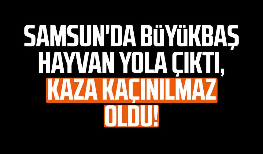Samsun'da büyükbaş hayvan yola çıktı, kaza kaçınılmaz oldu!