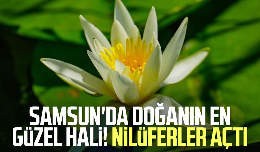 Samsun'da doğanın en güzel hali! Nilüferler açtı