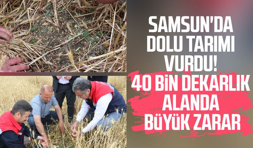 Samsun'da dolu tarımı vurdu! 40 bin dekarlık alanda büyük zarar