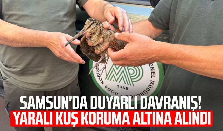 Samsun'da duyarlı davranış! Yaralı kuş koruma altına alındı