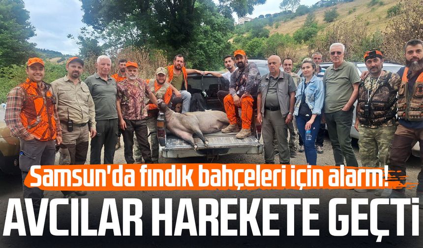 Samsun'da fındık bahçeleri için alarm! Avcılar harekete geçti