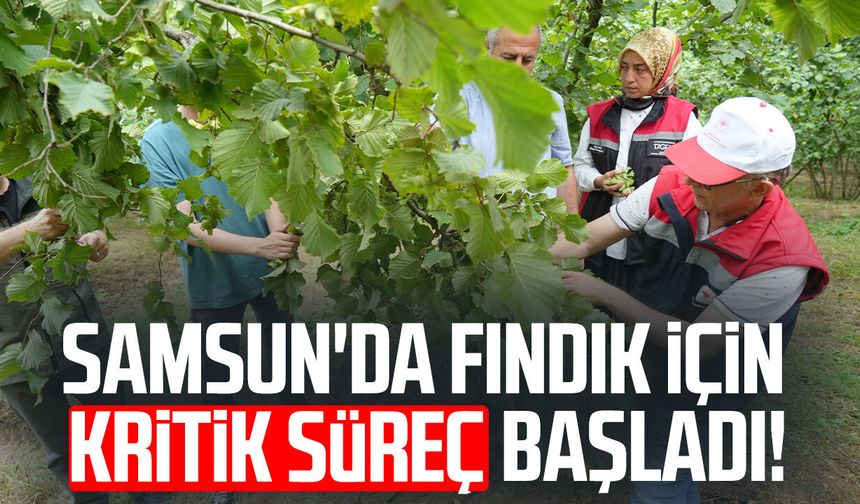 Samsun'da fındık için kritik süreç başladı!