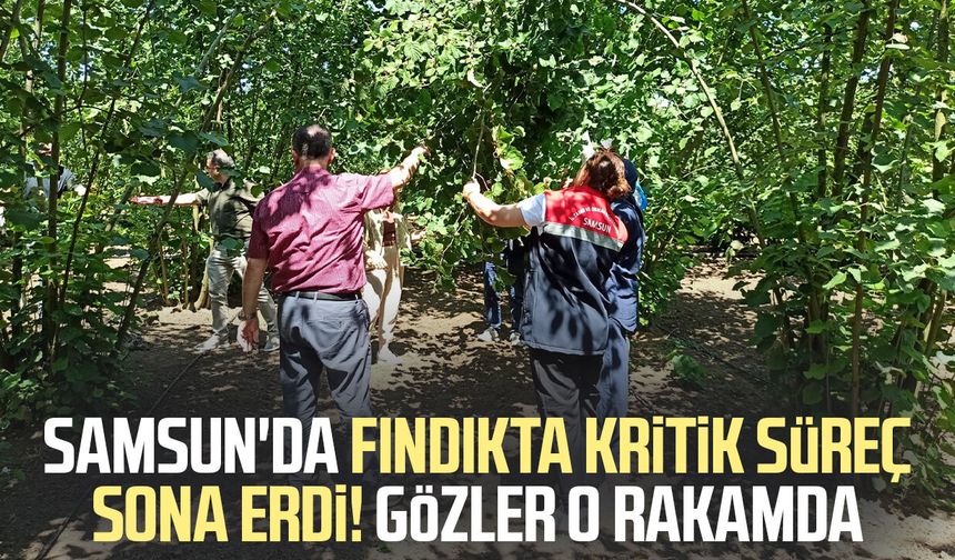 Samsun'da fındıkta kritik süreç sona erdi! Gözler o rakamda