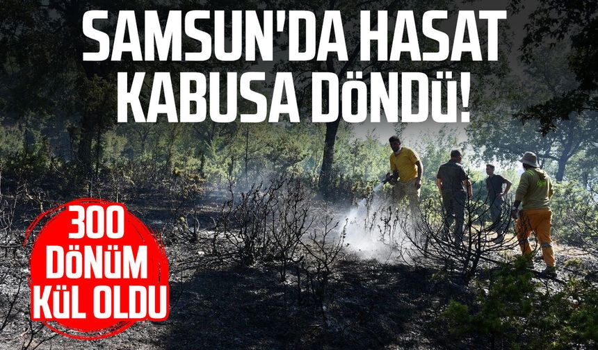 Samsun'da hasat sırasında facia! Alevler buğday tarlalarını sardı