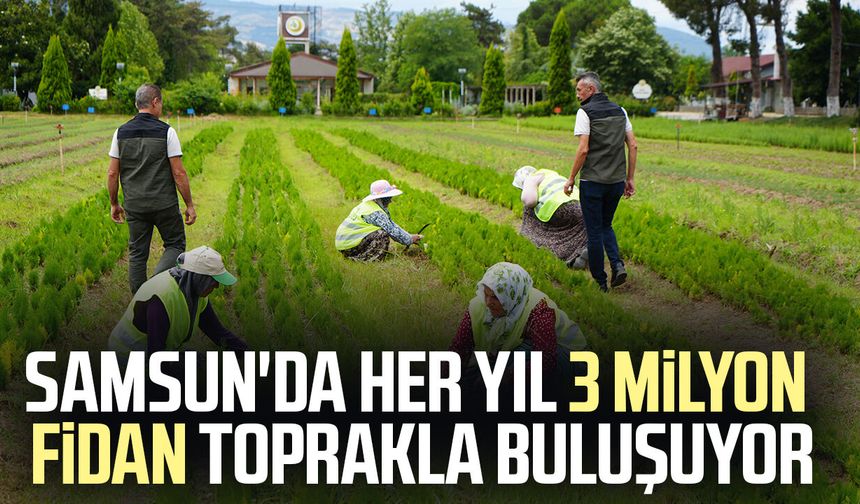 Samsun'da her yıl 3 milyon fidan toprakla buluşuyor