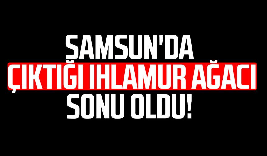 Samsun'da çıktığı ıhlamur ağacı sonu oldu!