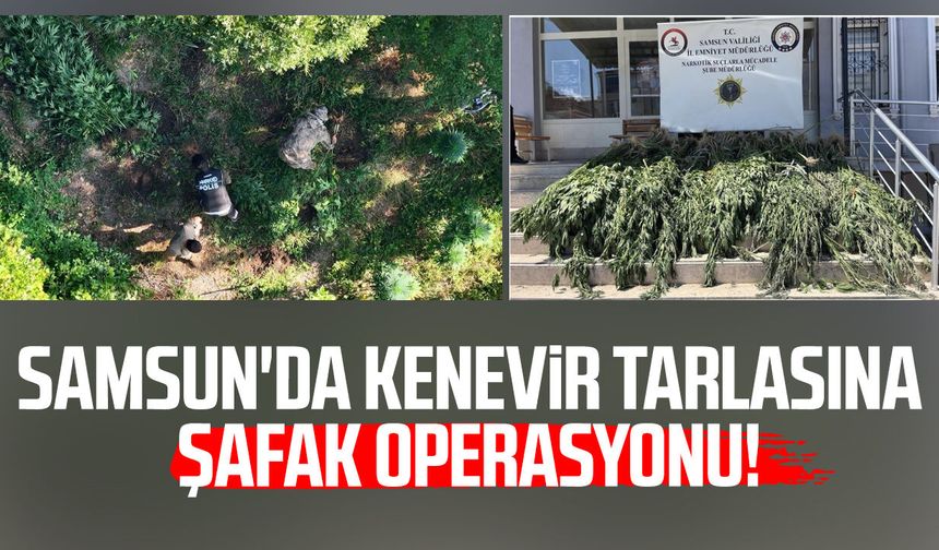 Samsun'da kenevir tarlasına şafak operasyonu!