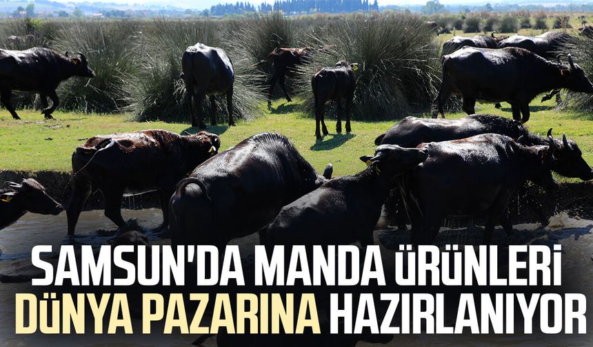 Samsun'da manda ürünleri dünya pazarına hazırlanıyor