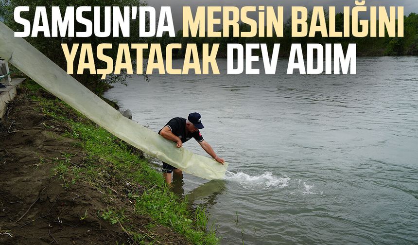 Samsun'da Mersin balığını yaşatacak dev adım