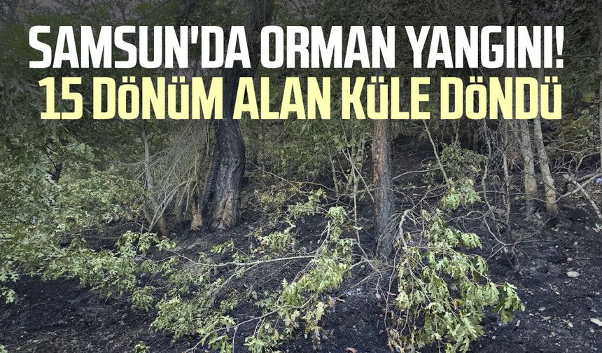 Samsun'da orman yangını! 15 dönüm alan küle döndü