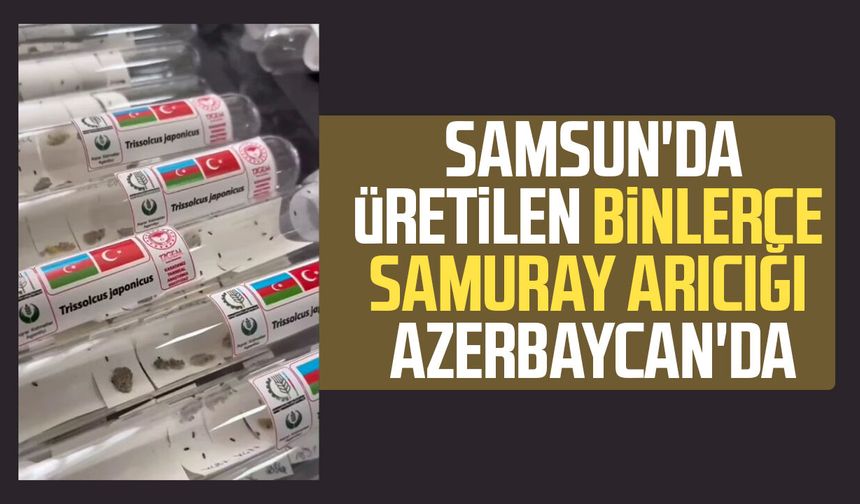 Samsun'da üretilen binlerce samuray arıcığı Azerbaycan'da
