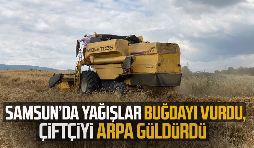 Kavak'ta hasat başladı! Buğday üzdü, arpa kazandırdı