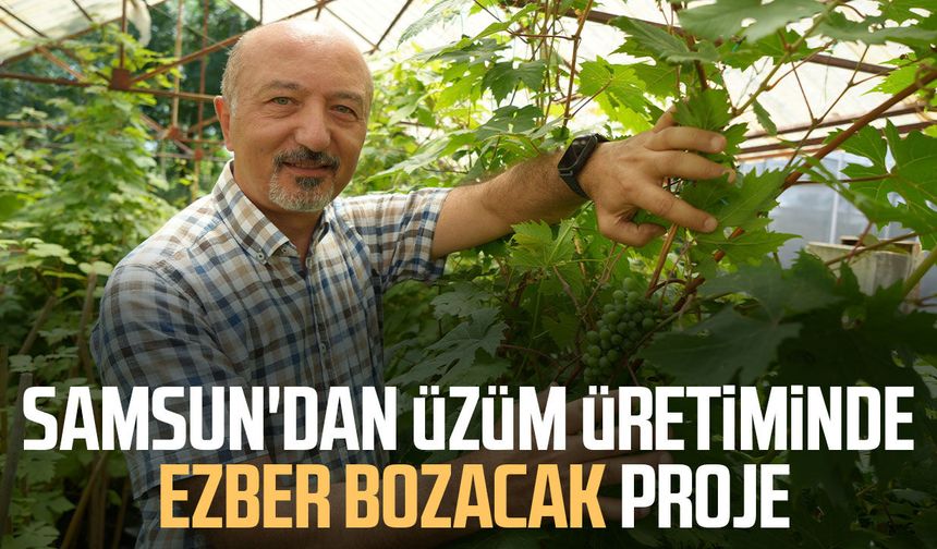Samsun'dan üzüm üretiminde ezber bozacak proje