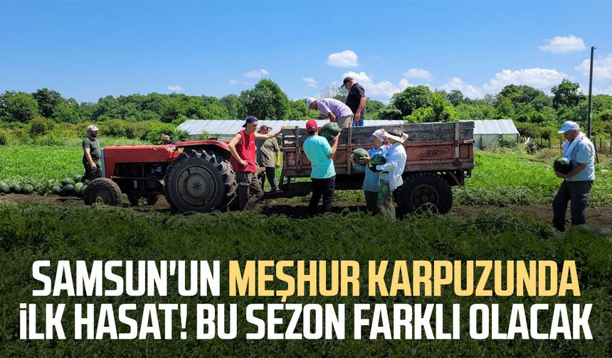 Samsun'un meşhur karpuzunda ilk hasat! Bu sezon farklı olacak