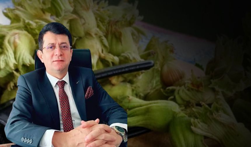 Terme Ziraat Odası Başkanı Ferda Ergün'den fındık fiyatlarına tepki
