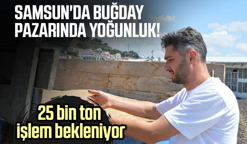 Samsun'da buğdayda 90 bin tonluk rekolte beklentisi