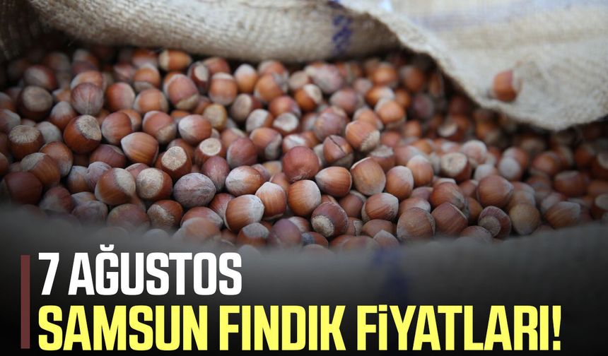 7 Ağustos Samsun fındık fiyatları!