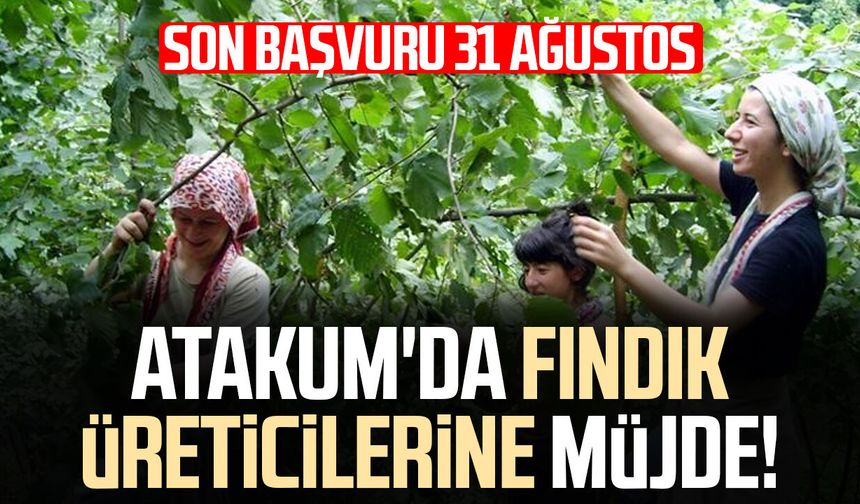 Atakum'da fındık üreticilerine müjde! Son başvuru 31 Ağustos