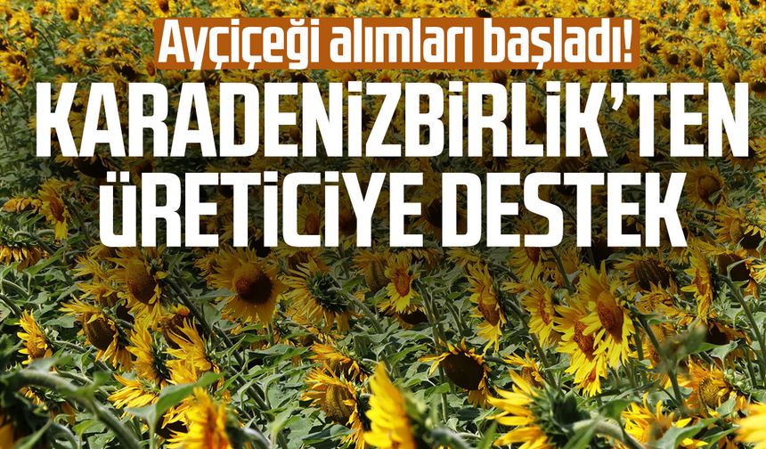 Ayçiçeği alımları başladı! KARADENİZBİRLİK’ten üreticiye destek