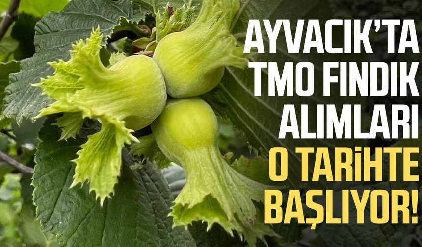 Ayvacık’ta TMO fındık alımları 7 Eylül’de başlıyor