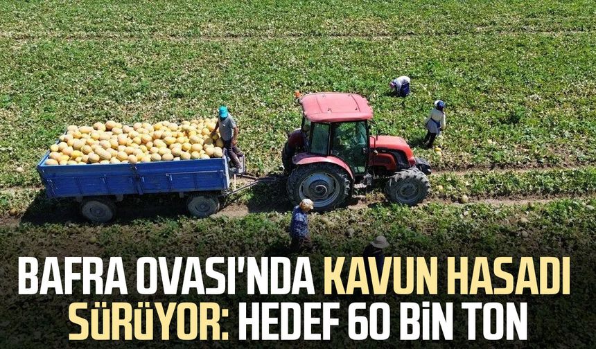Bafra Ovası'nda kavun hasadı sürüyor: Hedef 60 bin ton