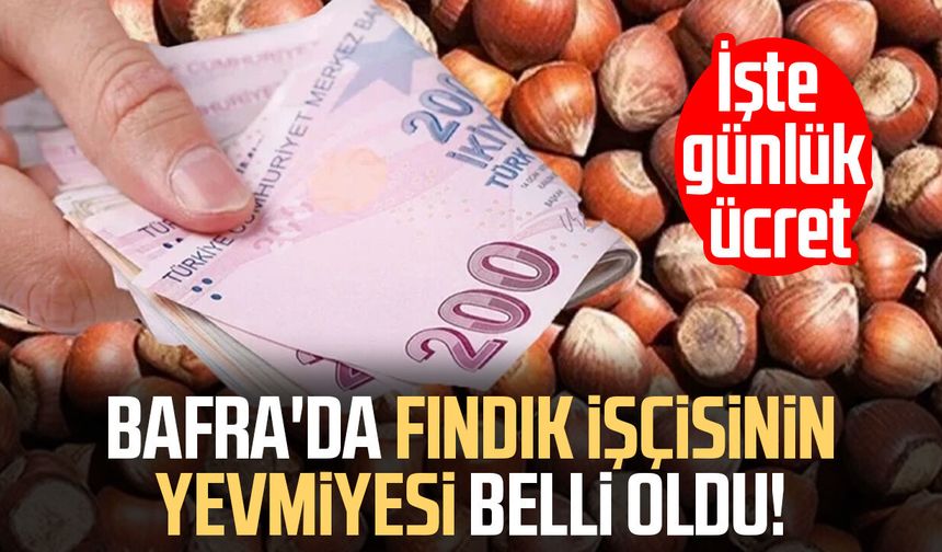 Bafra'da fındık işçisinin yevmiyesi belli oldu! İşte günlük ücret