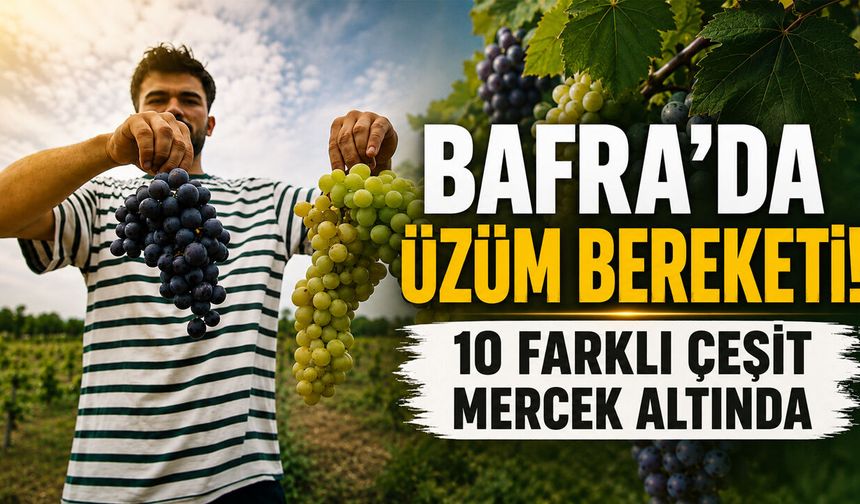 Bafra’da örnek uygulama! 10 dekarda 10 çeşit üzüm yetiştiriliyor