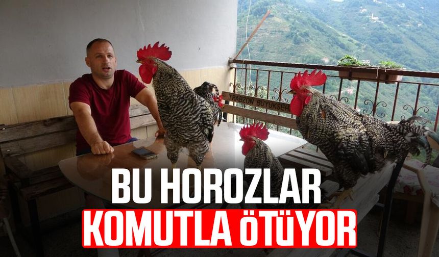 Trabzon’da komutla öten horozlar görenleri şaşırtıyor