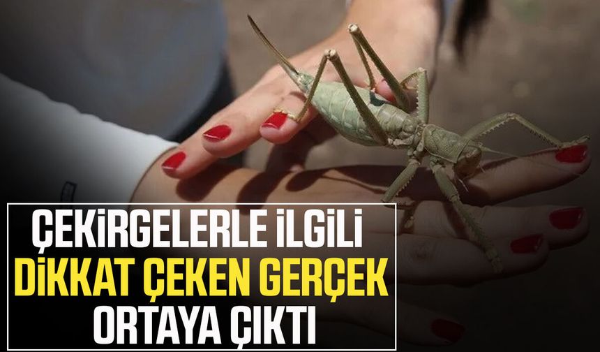 Paniğe neden olan çekirgelerle ilgili yeni gelişme