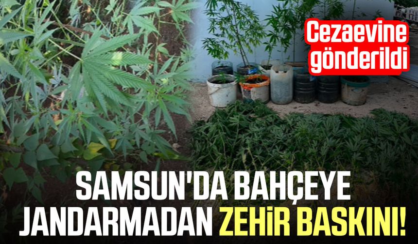 Samsun'da bahçeye jandarmadan zehir baskını! Cezaevine gönderildi