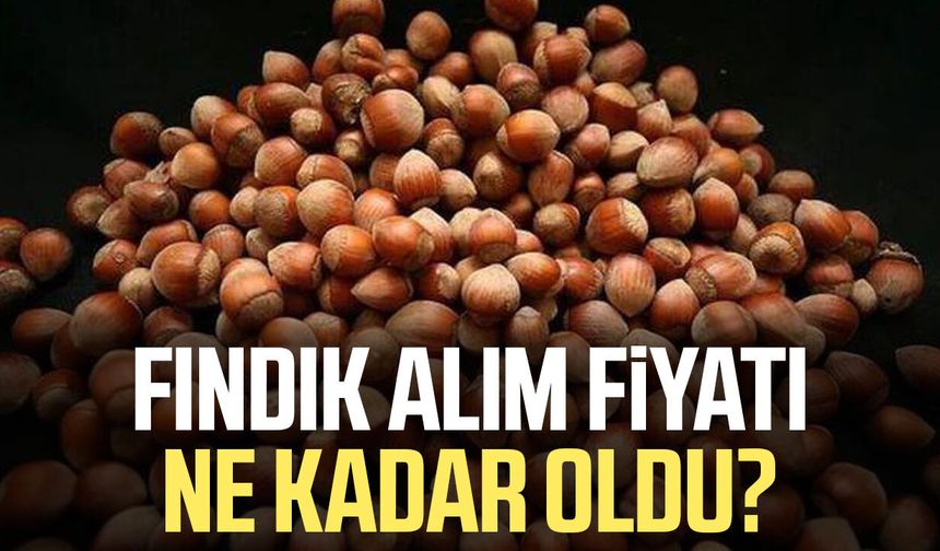 Fındık alım fiyatı ne kadar oldu?