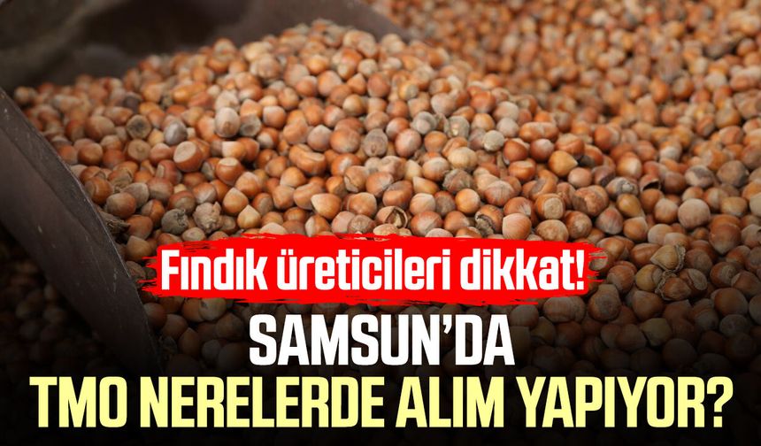 Samsun’da TMO fındık alım noktaları belli oldu - samsungazetesi.com