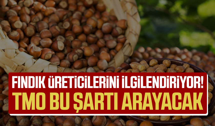 Fındık üreticilerini ilgilendiriyor! TMO bu şartı arayacak