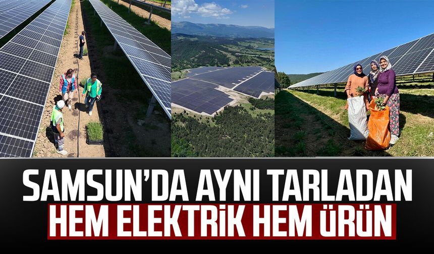 Samsun’da aynı tarladan hem elektrik hem ürün