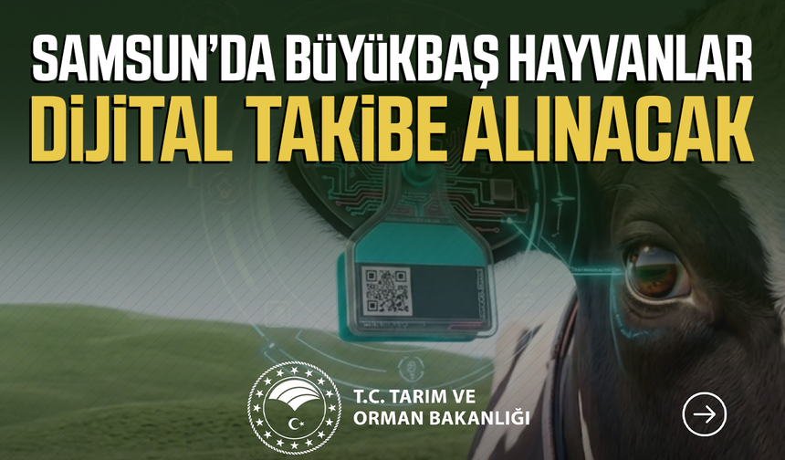Samsun’da büyükbaş hayvanlar dijital takibe alınacak