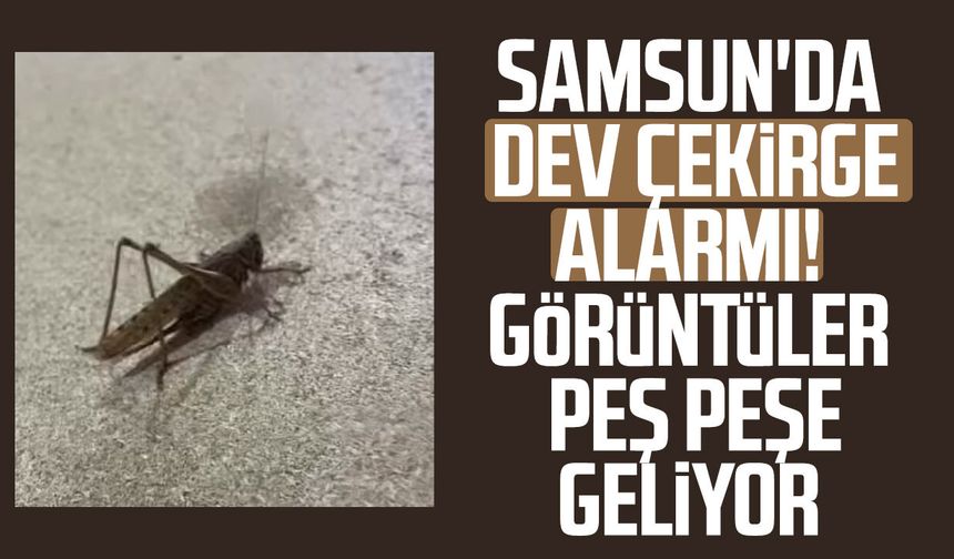 Samsun'da dev çekirgeleri gören telefona sarılıyor!