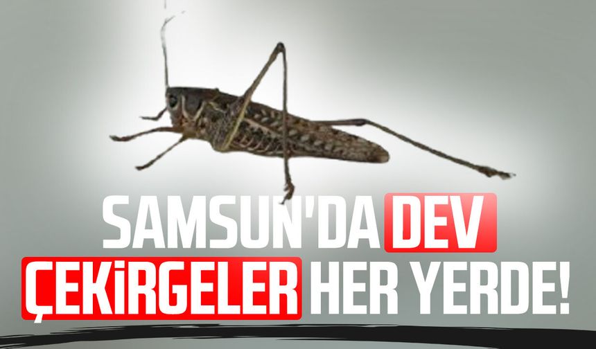 Samsun'da dev çekirgeler her yerde!